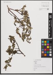 Foto von Salix L.